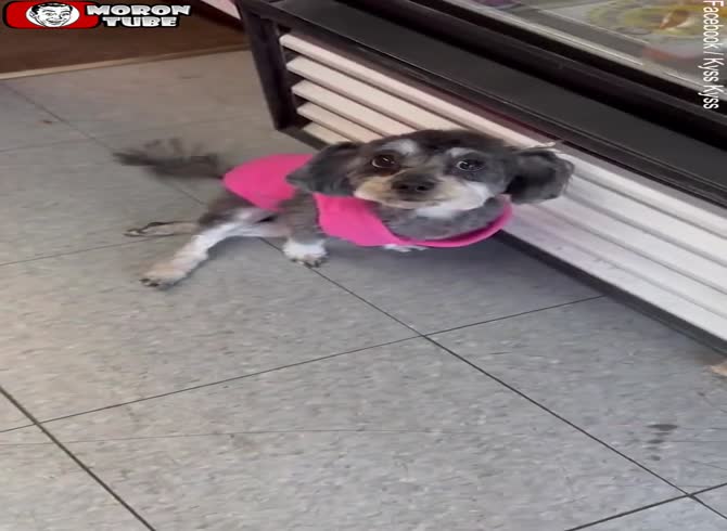 Video :He discovers his dog incapacitated after leaving him in a grooming parlor